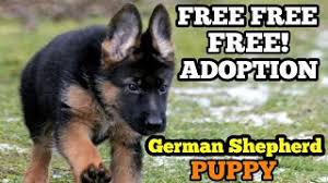 German shepherd dogs adopted on rescue me! German Shepherd Adoption Online Shopping