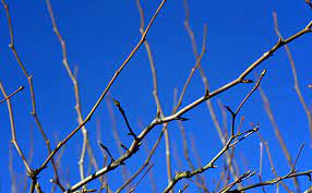 For more information about growing backyard fruit trees, contact your local wsu master gardeners program by clicking on your county on the map found. Fruit Tree Care Spraying Dormant Oil Stark Bro S