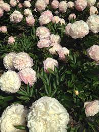 Makes excellent cut flowers with a long vase life (over a week) if cut in bud. How To Plant A Peony Cutting Garden