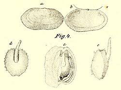 Image result for Galeomma