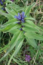 Image result for Gentianaceae
