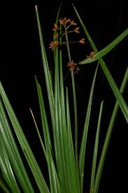 Image result for Hypolytrum heteromorphum