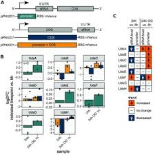 Daniel-Timon Spanka's research works