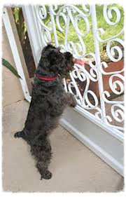 See full list on homedepot.com Protect Your Screen Door From Pets All Weather Door And Grille Screen Door Grilles Www Doorandgrille C Screen Door Grilles Screen Door Aluminum Screen Doors