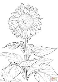 Sunflower Sunflower Coloring Pages Flower Coloring Pages Coloring Pages