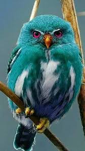 Pin De Halis Ertunc Em The Wild Passaros Bonitos Aves De Estimacao Aves Belas