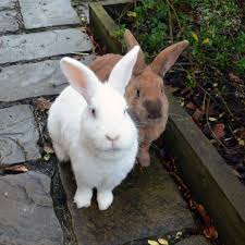 I used to keep rabbits and cats and in my experience the cats wouldn't go near the rabbits. Pet Rabbits And Your Health Rabbit Welfare Association Fund Rwaf