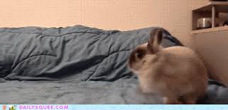 Bunday Hyper Bunny Is Hyper Lol Relatable Funny