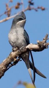 Pin Van Harika Gul Op Birds Schattige Dieren Vogels Dieren