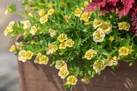 Image result for foto Million Bells