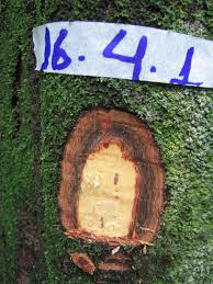 Image result for Dialium holtzii