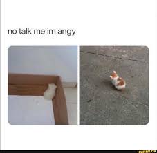 No Talk Me Im Angy Ifunny Cute Animal Memes Cute Memes Cute Funny Animals