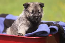 Image result for norwegian elkhound grey