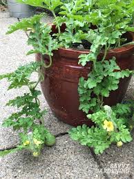 Maybe you would like to learn more about one of these? Growing Watermelon In Containers From Seed To Harvest