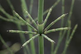 Image result for Equisetum ramosissimum