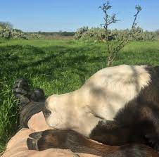 Cows will be your friend if you treat them nicely : r/aww