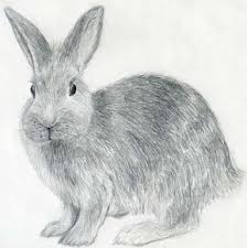 Over 82,908 bunny rabbit pictures to choose from, with no signup needed. How To Draw A Rabbit