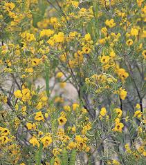 Check spelling or type a new query. Regional Picks Plant It And Forget It Southern California Finegardening