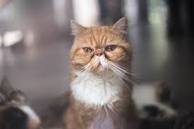 We are specialized exotic shorthair cat breeders. Exotic Shorthair Cat Breed Info Pictures Traits Facts Excited Cats