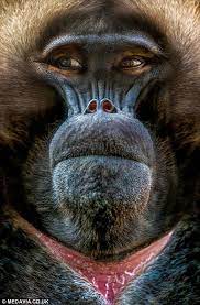 Ppictures Capture Human Like Yawns Of Baboon Settling Down For A Nap Baboon Primates Animals