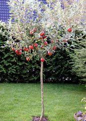 Einen apfelbaum nach eigenen vorstellungen formen. Kleiner Apfelbaum Bilder Auf 4teachers De