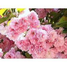 Okame cherry blossoms are one of the first to bloom each spring. Buy 1 Kwanzan Flowering Cherry Tree Online In Bangladesh B01d1jdgno