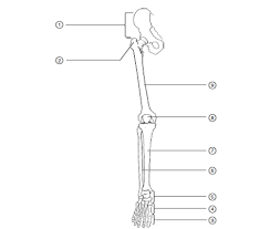 Printable skeleton leg bone via. Blank Leg Diagram Fusebox And Wiring Diagram Series 23mill Series 23mill Radioe It