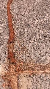 West termite, pest & lawn services crawford county and the arkansas river valley, including van buren, fort smith, and the surrounding areas. Kirchoff S Pest Control Lawn Care Home Facebook