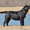 The labrador retriever dog breed: Https Encrypted Tbn0 Gstatic Com Images Q Tbn And9gcr6dzpnp39inbtccia Xozjt7hmojhwyjay7fuvxrhgrtm 1imr Usqp Cau