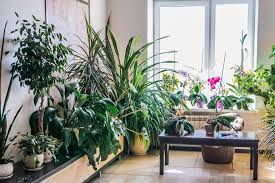 How to care for indoor flowering plants. How To Take Care Of Indoor Flowers Az Big Media