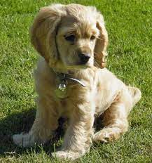 So Innocent Cocker Spaniel Cute Animals Spaniel Puppies