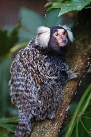 Common Marmoset By Mike Gardiner Photo 781511 500px Common Marmoset Animals Amazing Animals Beautiful