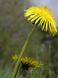 Image result for Taraxacum sp.