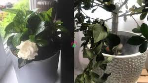 Place the tree in a partially shaded outdoor location from spring through early fall. Why Are My Gardenia Leaves Curling 11 Causes And Solutions Garden For Indoor