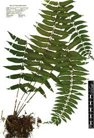 Image result for Asplenium elliottii