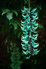 Image result for Erythrina livingstoniana
