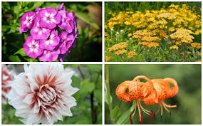 Other plants have prickly or rough leaves. 15 Perennials That Grow In Zone 8 Garden Lovers Club