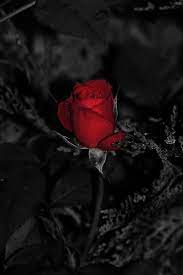 Rose Thorns A Simple Question Of Morality If You By Eric Brian Anil P S I Love You