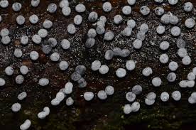 Image result for Melanospermum