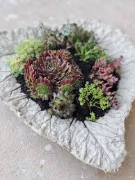 Diy Beton Pflanzschalen Aus Rhabarberblattern Fur Den Garten In 2020 Mit Bildern Pflanzschale Diy Gartendekoration Pflanzen