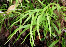 Image result for Lindsaea ensifolia
