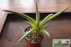 Sansevieria's tolerate a wide range of temperatures, but they cannot withstand certain conditions. Sansevieria Ballyi Star Variegata Spezialist Fur Exotische Pflanzen In Osterreich