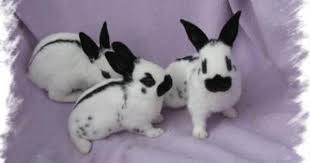 Black And White Spotted Rabbit Breeds English Spot Conejos Y Conejos Enanos English Spot Rabbit Pet Rabbit Baby Animals