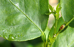 Citrus snow scale primarily attack the trunk and large limbs, but can be found on leaves, twigs and fruit. Brown Soft Scale A Common Insect Pest Of Indoor Plants 5 599 Extension