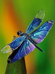 Black Green And Blue Dragonfly Hunky Hound Dragonfly Photos Dragonfly Insect Dragonfly Images