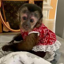 Baby Capuchin Monkey For Sale In 2021 Cute Baby Monkey Capuchin Monkey Pet Pet Monkey