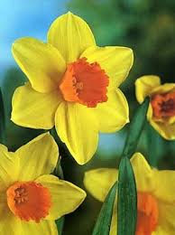 Narcissus Large Cup Narcissus Loveday Daffodil Large Cup From Van Bloem Gardens Bulb Flowers Daffodils Spring Flowers