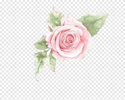 Bilder und wissenswertes zu farbigen blumen und blüten. Rosafarbene Rosafarbene Blume Blume Clipart Blumen Png Pngegg