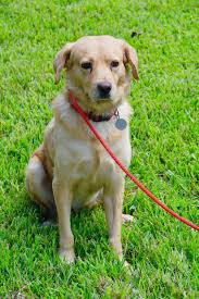 Read more about our adoption process and application. Dog For Adoption Gryff A Golden Retriever Mix In Houston Tx Petfinder