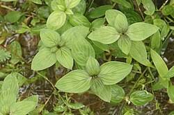 Image result for Spermacoce subvulgata